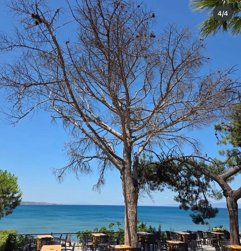 Anıt Ağaçların Koruma Denetimleri Devam Ediyor